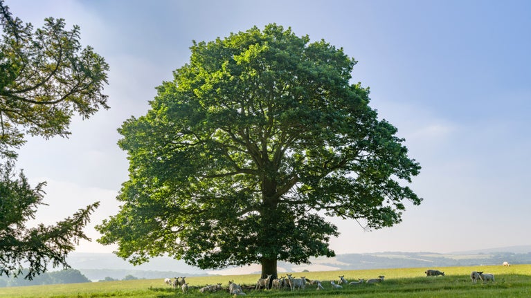 Sheep enjoying the shade of an oak tree in the parkland at Wentworth Castle Gardens, Yorkshire